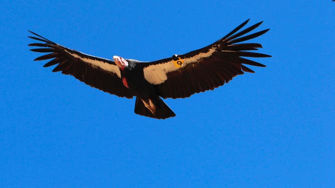 Condors fly above the research site on Tuesday Oct. 15, 2013, in Big Sur, Calif. The California Condor research camp high in the steep coastal range above Big Sur is the site of the Ventana Wildlife Society's Condor Recovery Program, where California Condors are analyzed for lead contamination, their general health and electronic tracking devices they wear are checked for proper operation.