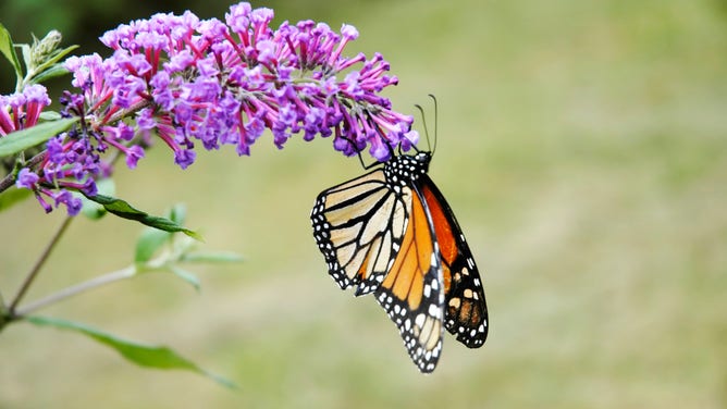 Eastern Monarch Butterfly Population Sees Second Largest Decline On ...