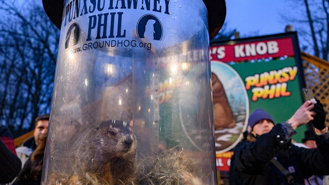 Punxsutawney Phil takes a break after he did not see his shadow predicting an early Spring during the 138th annual Groundhog Day festivities on Friday February 2, 2024 in Punxsutawney, Pennsylvania.