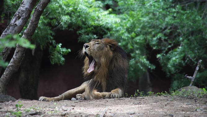 Man attacked by lion during selfie attempt