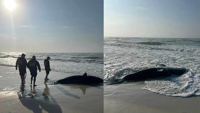 The body of a female great white shark on the sand on Navarro Beach, Florida on Feb. 23, 2024.