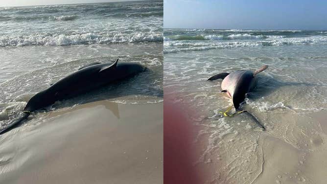 The body of a female great white shark on the sand on Navarro Beach, Florida on Feb. 24, 2024.