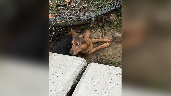 A man was rescued after he jumped into the Los Angeles River to save his dog. Luckily, the man and his dog both survived.
