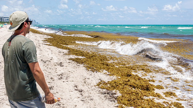 FILE - Miami Beach, Florida, North Beach Atlantic Ocean shoreline, large quantity of arriving seaweed sargassum macroalgae, man looking at piles. (Photo by: Jeffrey Greenberg/Universal Images Group via Getty Images)