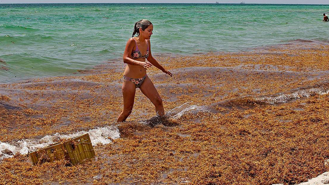 FILE - Monica Madrigal find her way out of the ocean through a thick raft of Sargassum seaweed that washed up on the seashore by the 71st Street area in Miami Beach Tuesday July 28, 2020. (Pedro Portal/Miami Herald/Tribune News Service via Getty Images)