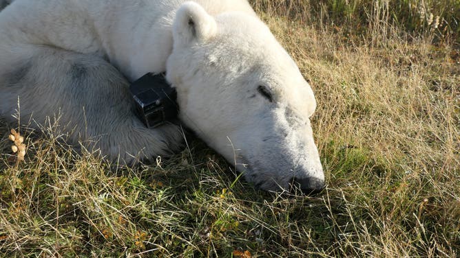A bear fitted with the collar cam.