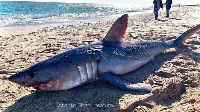A large porbeagle shark was found dead on a beach in Watch Hill, Rhode Island, on Wednesday, Feb. 47, 2024.