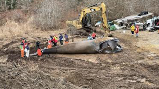 Necropsy (animal autopsy) of North Atlantic right whale #5120. Credit: NOAA Fisheries. NOAA Fisheries Permit #24539