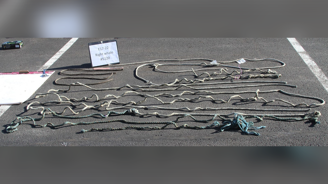 All of the rope that was examined laid out in a parking lot. Credit: NOAA Fisheries