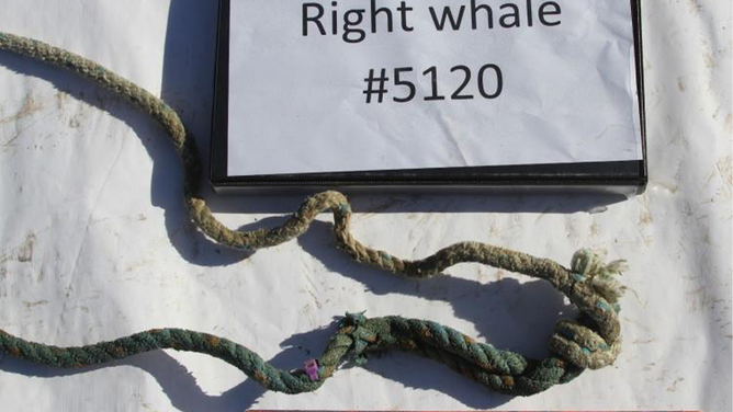 One section of rope with purple zip tie nub that was entangled on North Atlantic right whale #5120. Credit: NOAA Fisheries