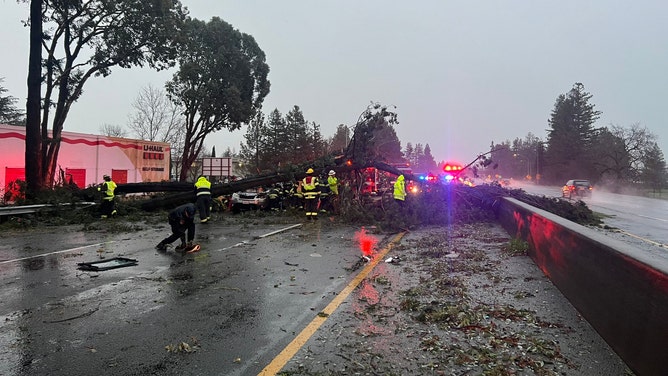 A large tree fell onto a vehicle on Highway 101 northbound in Santa Rosa, California, on Sunday, Feb. 4, 2024.