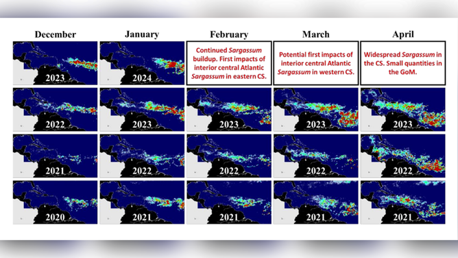 This image shows the current and previous locations of sargassum seaweed.