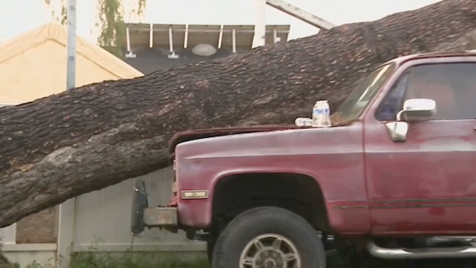 A closer look at the fallen tree on the SUV.