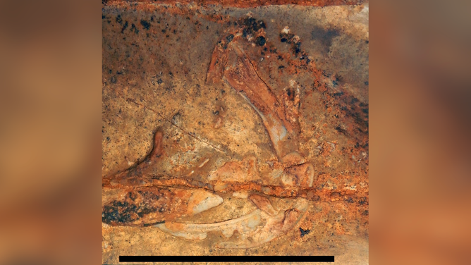 A set of fossilized jaws, teeth and gills of Glikmanius careforum. According to the NPS, the fossils were discovered by Cave Research Foundation explorers during a mapping project.