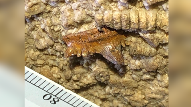 The first fossil specimen of Troglocladodus trimblei, which was found by Mammoth Cave National Park superintendent Barclay Trimble in the cave ceiling during an early fossil expedition. Photo by JP Hodnett.