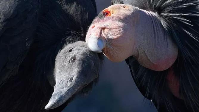 A female condor and her six-month-old offspring perch on a rock.