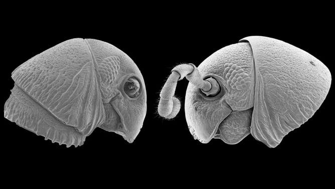 Preserved heads of two new millipede species, Lophostreptus magonbera and Udzungwastreptus marianae.