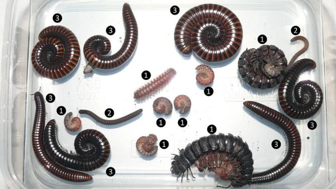 A box of sample millipedes collected by University of the Sunshine Coast FoRCE project researchers in Tanzania. 