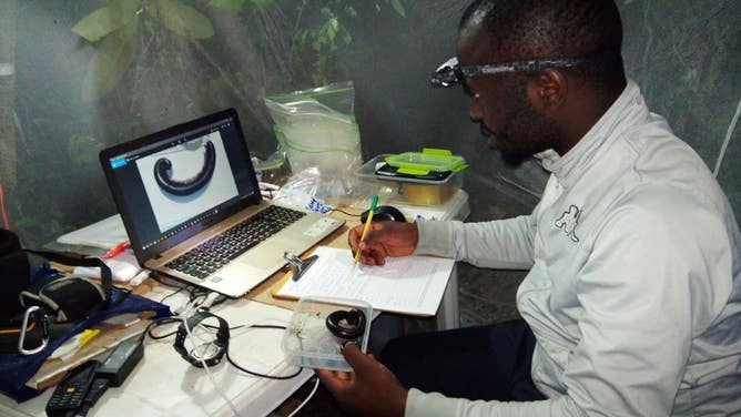 University of the Sunshine Coast PhD student Alain Ngute processes a millipede specimen.