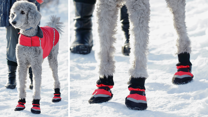 A dog wearing booties in the snow.