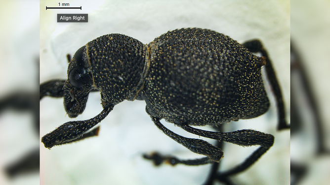 Metapocyrtus (Trachycyrtus) augustanae, the newly discovered species of weevil, is named for the U of A’s Augustana Campus. (Photo: Tom Terzin)