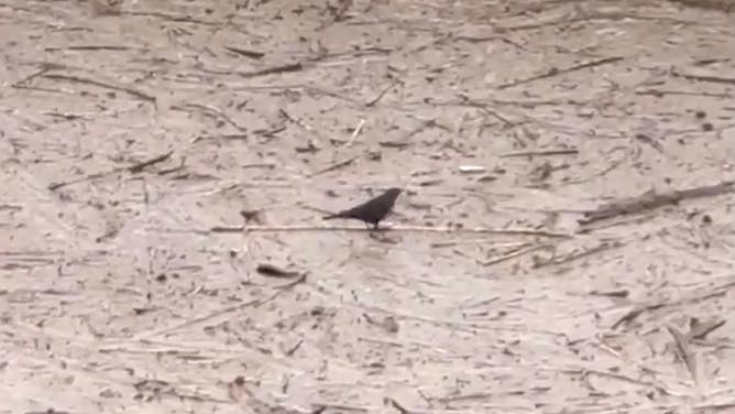 A closer look at one of the birds standing on a piece of debris in the water.