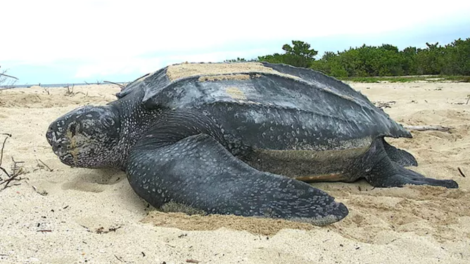 A nesting leatherback sea turtle. Claudia Lombard, USFWS.