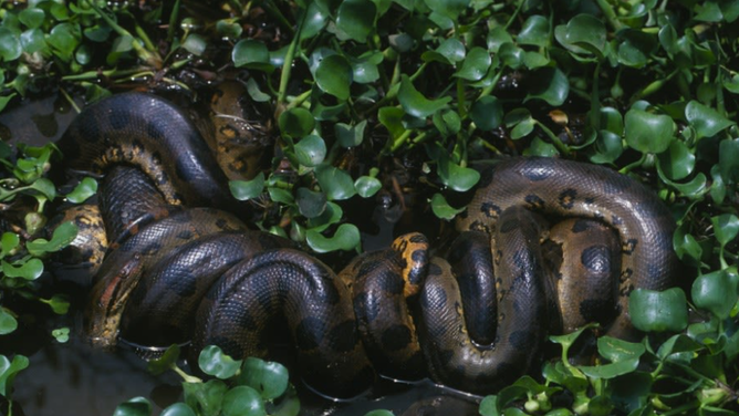 Giant new snake species identified in the Amazon