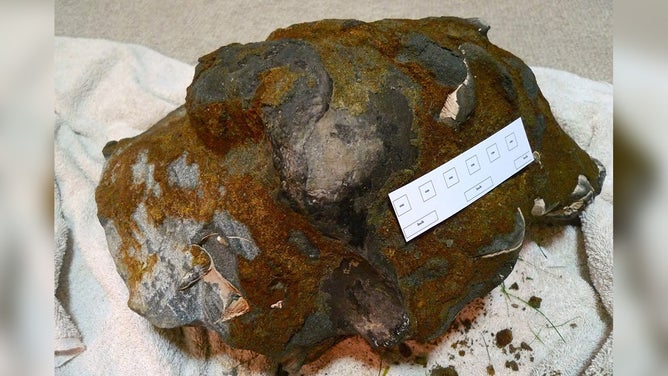 FILE - This is what the skull looked like after Sheperd got it back home on the day it was found (Jan. 21, 2011). There is a ruler to give some scale. The darker, smoother surface is the bone emerging from the rock, which is harder than cement.