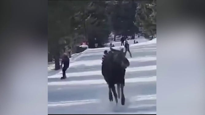 A moose joined a group of skiers in Teton County, Wyoming, running alongside them as they raced down a ski slope.