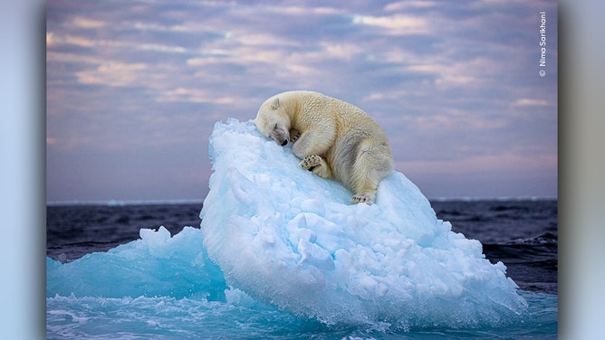 'Ice bed' fought off competition from 24 other images to become Wildlife Photographer of the Year 59 People's Choice.