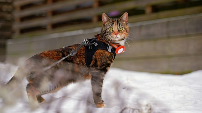 Cat on a leash.