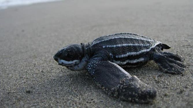 Leatherback sea turtle hatchling.