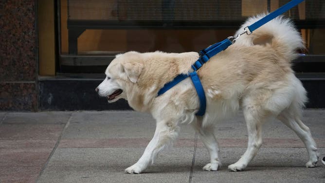 Dog on a leash.