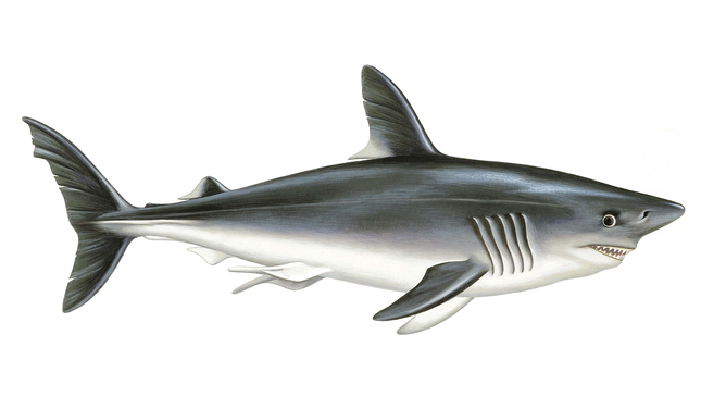 Porbeagle (Lamna nasus), illustration (Photo by De Agostini via Getty Images/De Agostini via Getty Images)