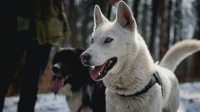 Two dogs outside.