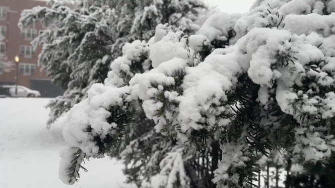 On Tuesday, Feb. 13, 2024, a nor'easter in Brooklyn, New York, covered trees, vehicles, and roads with heavy snow.