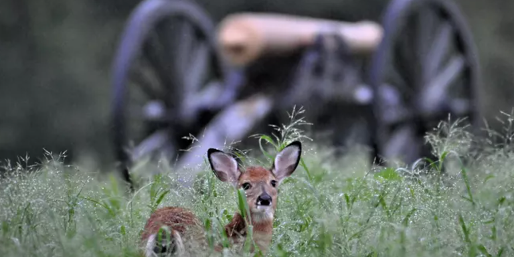 Fatal 'zombie deer' disease found in Maryland national parks