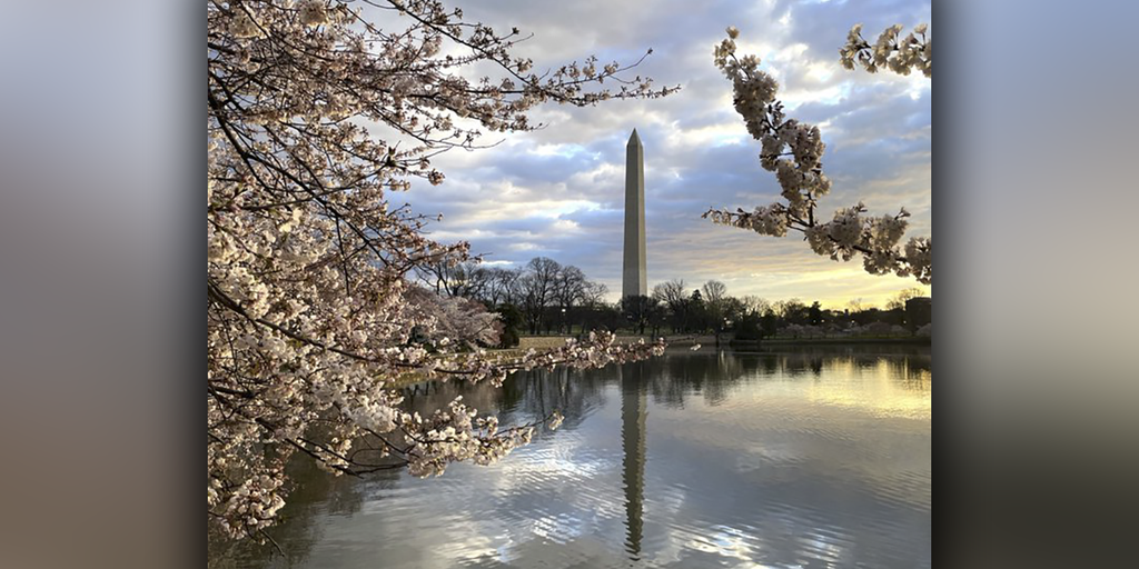 Near-record-early peak bloom for cherry blossoms in Washington, DC, National Park Service declares