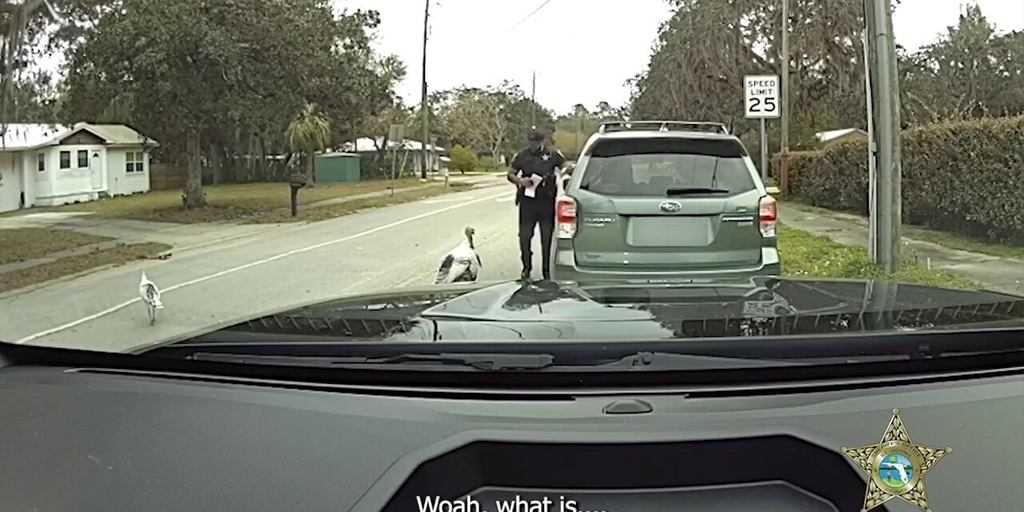 Law enforcement startled by turkeys during traffic stops in Florida ...