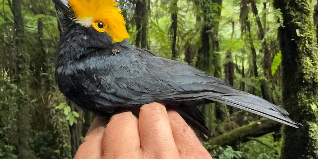 ‘Lost bird’ photographed for first time during science expedition in ...