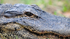Living or spending time near alligators? Here's how to safely coexist with them