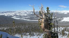 Yellowstone, 8 other national parks receive funding to save trees from fatal fungal disease