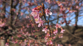 Signs of spring spotted in New York as cherry trees bloom