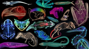 3D reconstructions of more than 13,000 vertebrate specimens now online for free