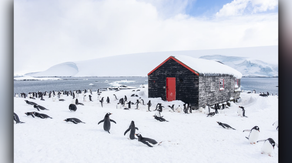 Antarctica's 'Penguin Post Office' is hiring for one of most unique jobs on the planet
