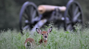 Fatal 'zombie deer' disease found in Maryland national parks