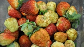 Invasive insect threatens Florida strawberry crop as Texas, California brace for peckish pest