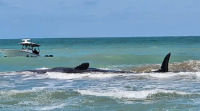 Sperm whale dies after getting stranded on Florida beach, NOAA says