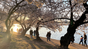Cherry blossom trees in nation’s capital reach peak bloom